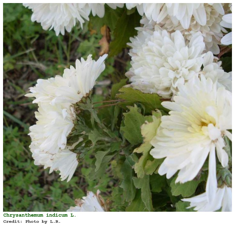 Chrysanthemum indicum L.